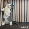 113年11月出生：《立耳曼赤肯短腿公貓》 (已售)