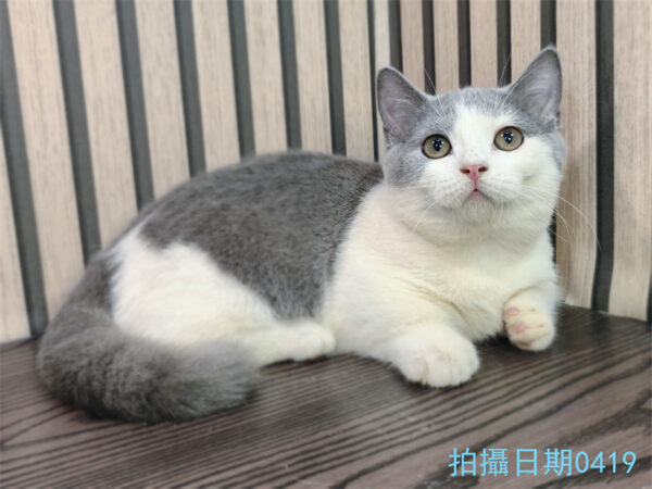 113年11月出生：《立耳曼赤肯短腿公貓》 (已售)