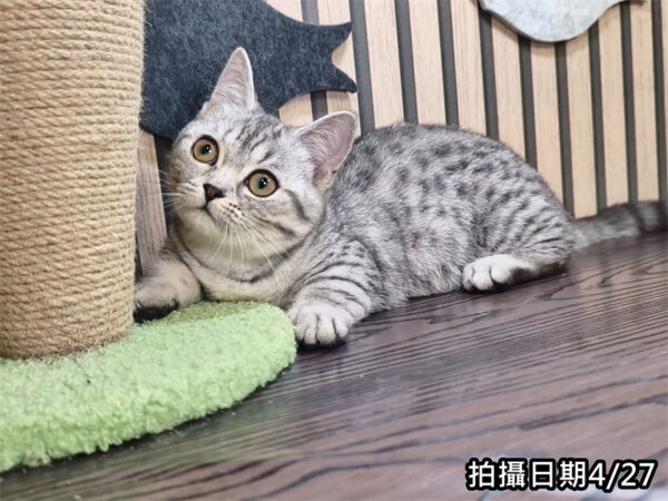 113年11月出生：《立耳曼赤肯短腿母貓》 (銀虎斑)