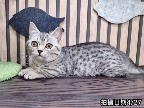 113年11月出生：《立耳曼赤肯短腿母貓》 (銀虎斑)