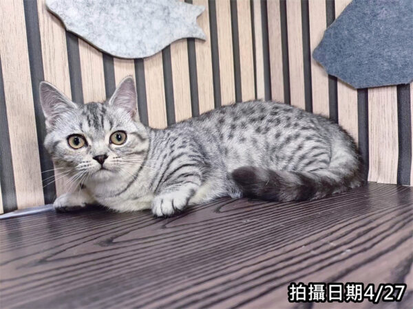 113年11月出生：《立耳曼赤肯短腿母貓》 (銀虎斑)