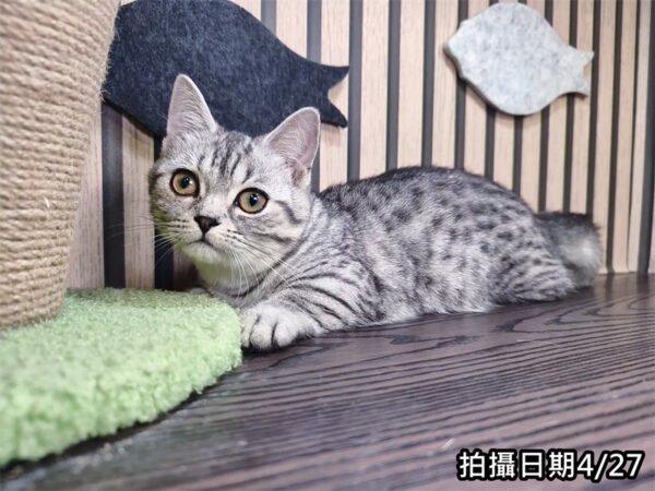 113年11月出生：《立耳曼赤肯短腿母貓》 (銀虎斑)