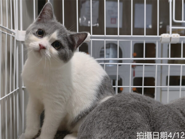 113年11月出生：《立耳英國短毛母貓》 (已售)