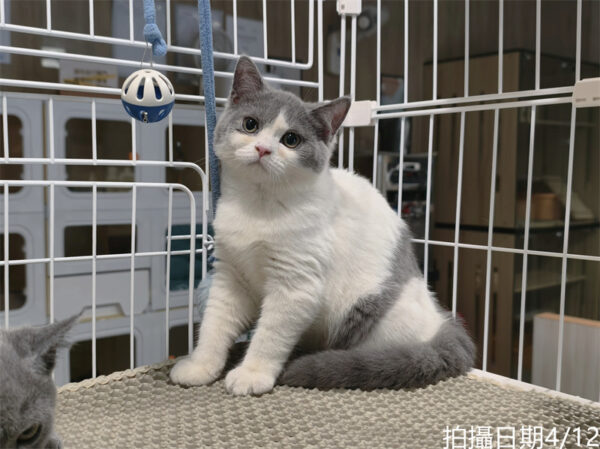 113年11月出生：《立耳英國短毛母貓》 (已售)