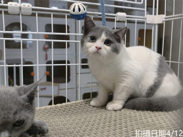 113年11月出生：《立耳英國短毛母貓》 (已售)