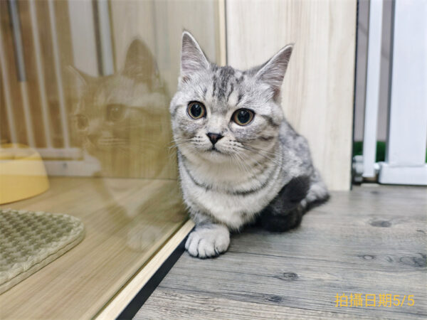 113年11月出生：《立耳曼赤肯短腿母貓》 (銀虎斑)
