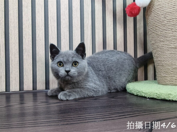 113年11月出生：《立耳英國短毛公貓》 (已售)