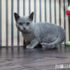 113年11月出生：《立耳英國短毛公貓》 (已售)
