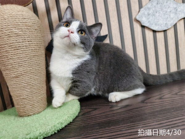 113年11月出生：《立耳曼赤肯短腿母貓》 (已售)
