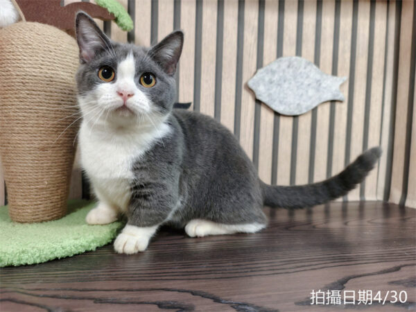 113年11月出生：《立耳曼赤肯短腿母貓》 (已售)