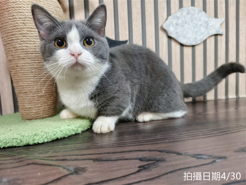113年11月出生：《立耳曼赤肯短腿母貓》 (藍白賓士)