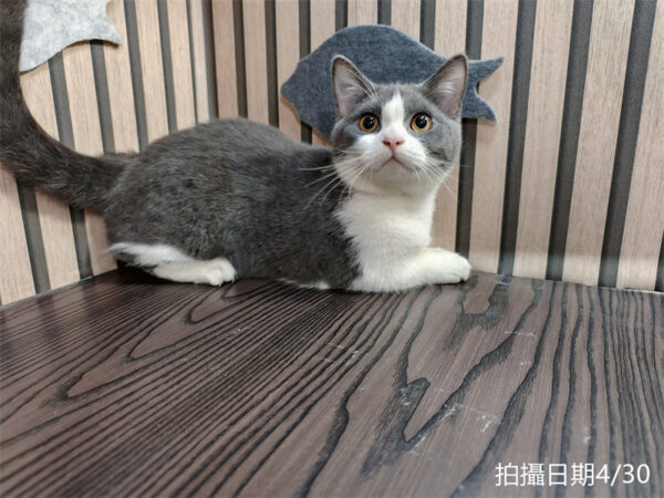 113年11月出生：《立耳曼赤肯短腿母貓》 (已售)