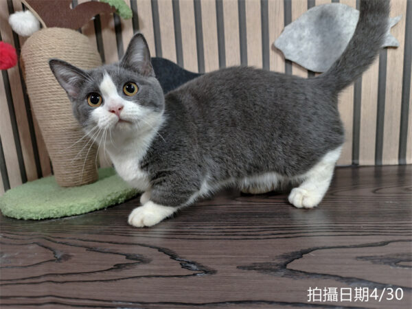 113年11月出生：《立耳曼赤肯短腿母貓》 (已售)