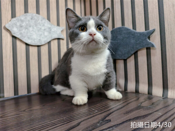113年11月出生：《立耳曼赤肯短腿母貓》 (已售)