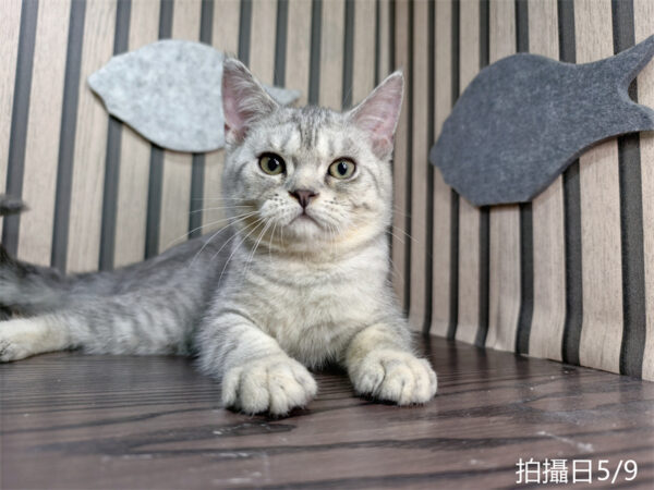 114年2月出生：《立耳英國短毛公貓》 (銀漸層虎斑)