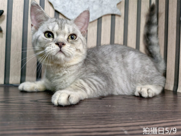 114年2月出生：《立耳英國短毛公貓》 (銀漸層虎斑)