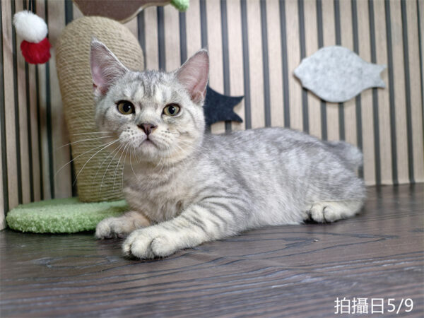 114年2月出生：《立耳英國短毛公貓》 (銀漸層虎斑)