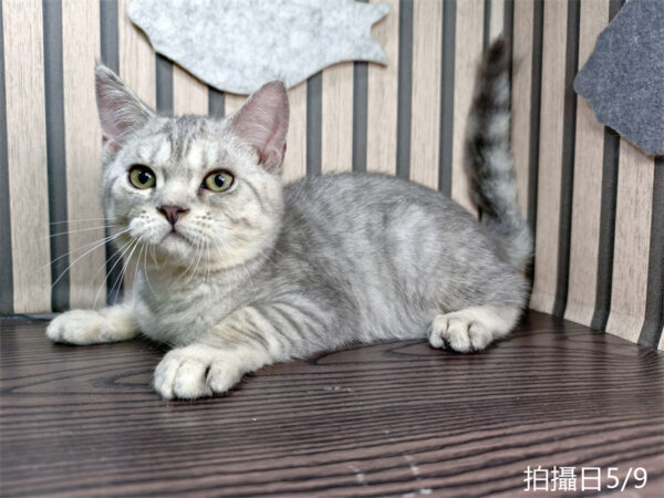 114年2月出生：《立耳英國短毛公貓》 (銀漸層虎斑)