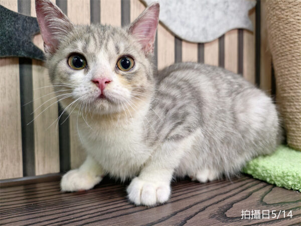 114年2月出生：《立耳英國短毛公貓》 (紫丁香虎斑加白)