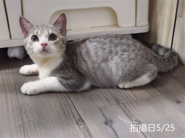 114年2月出生：《立耳英國短毛公貓》 (已售)