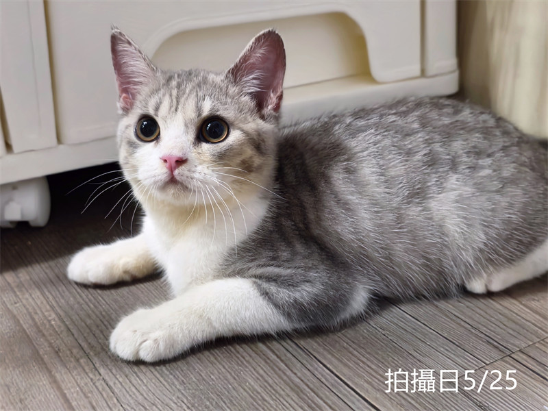 114年2月出生：《立耳英國短毛公貓》 (紫丁香虎斑加白)