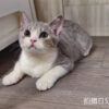 114年2月出生：《立耳英國短毛公貓》 (已售)