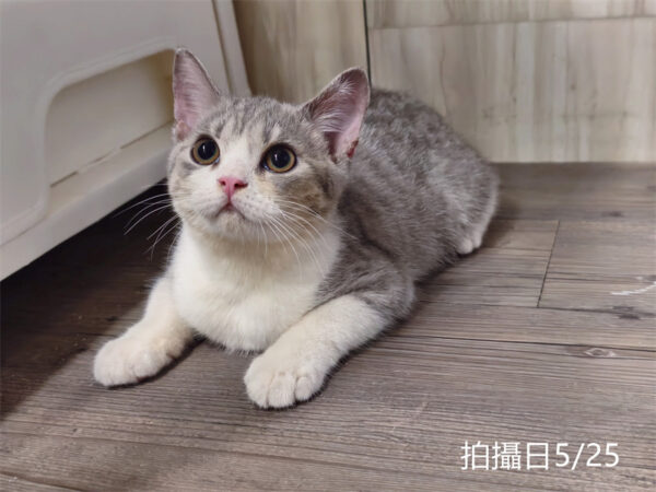 114年2月出生：《立耳英國短毛公貓》 (已售)