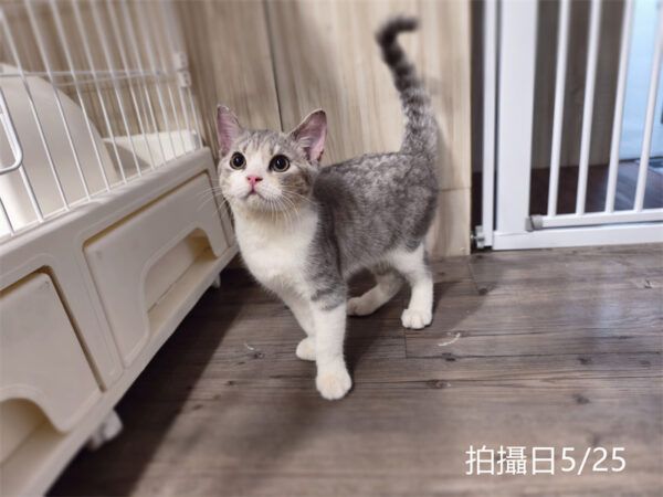 114年2月出生：《立耳英國短毛公貓》 (已售)