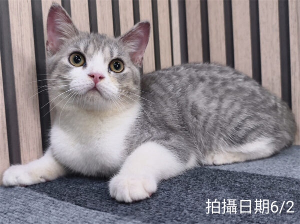 114年2月出生：《立耳英國短毛公貓》 (已售)