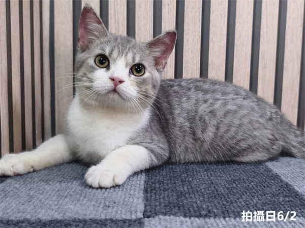 114年2月出生：《立耳英國短毛公貓》 (已售)