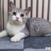 114年2月出生：《立耳英國短毛公貓》 (已售)