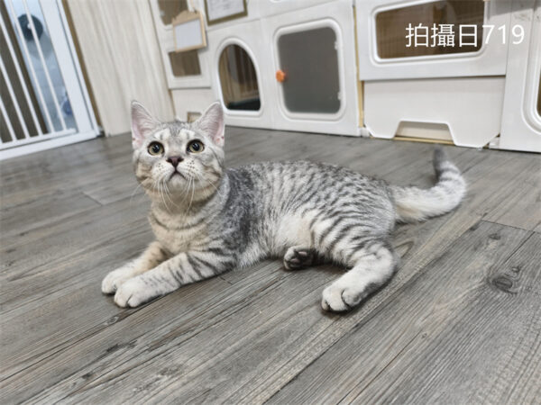 114年2月出生：《立耳英國短毛公貓》 (已售)