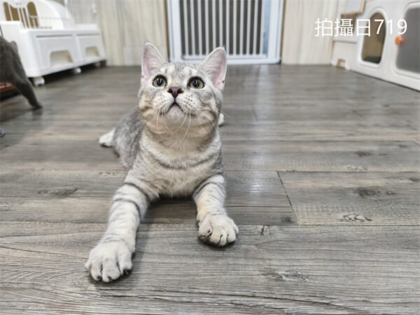 114年2月出生：《立耳英國短毛公貓》 (已售)