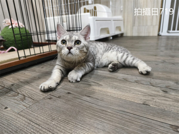 114年2月出生：《立耳英國短毛公貓》 (已售)