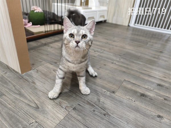 114年2月出生：《立耳英國短毛公貓》 (已售)