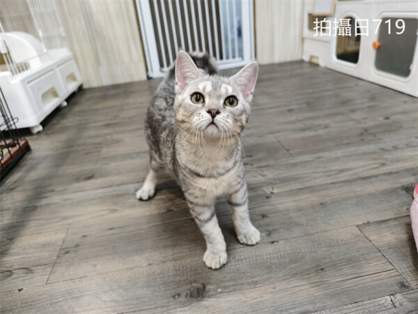 114年2月出生：《立耳英國短毛公貓》 (已售)