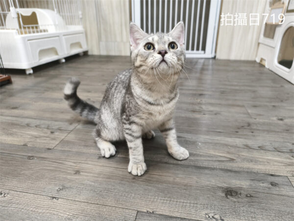 114年2月出生：《立耳英國短毛公貓》 (已售)