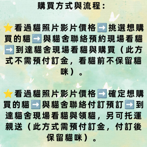 114年3月出生：《立耳英國短毛公貓》 (藍)