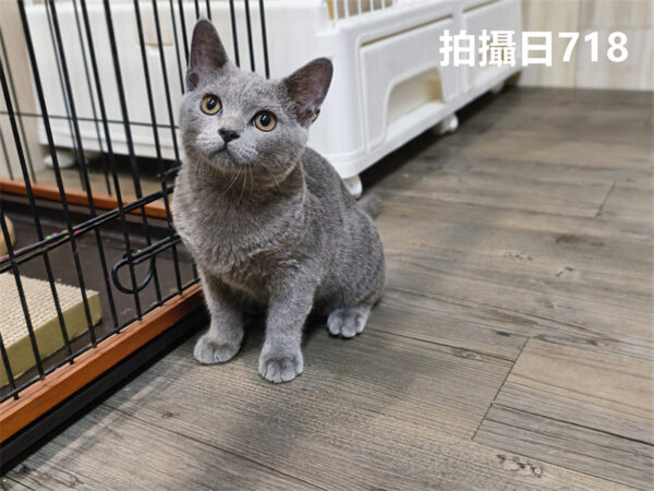 114年325出生：《立耳英國短毛公貓》 (已售)