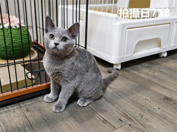 114年325出生：《立耳英國短毛公貓》 (已售)