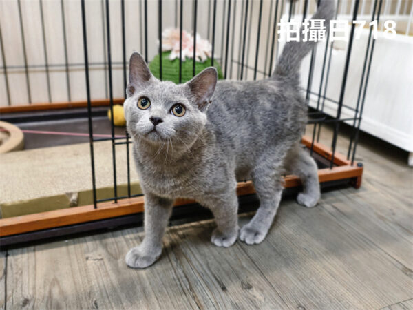 114年325出生：《立耳英國短毛公貓》 (已售)