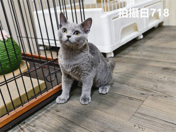 114年325出生：《立耳英國短毛公貓》 (已售)