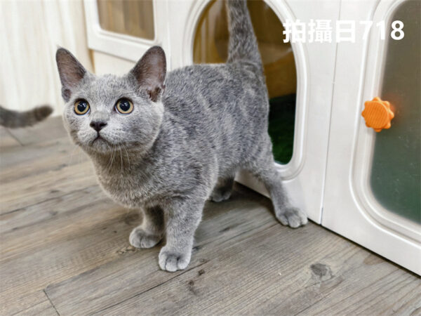 114年325出生：《立耳英國短毛公貓》 (已售)