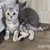 114年520出生：《立耳美國短毛公貓》 (已售)