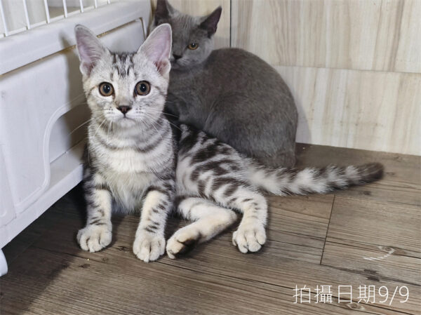 114年520出生：《立耳美國短毛公貓》 (已售)