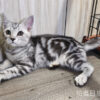 114年520出生：《立耳美國短毛公貓》 (已售)
