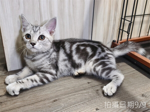 114年520出生：《立耳美國短毛公貓》 (已售)