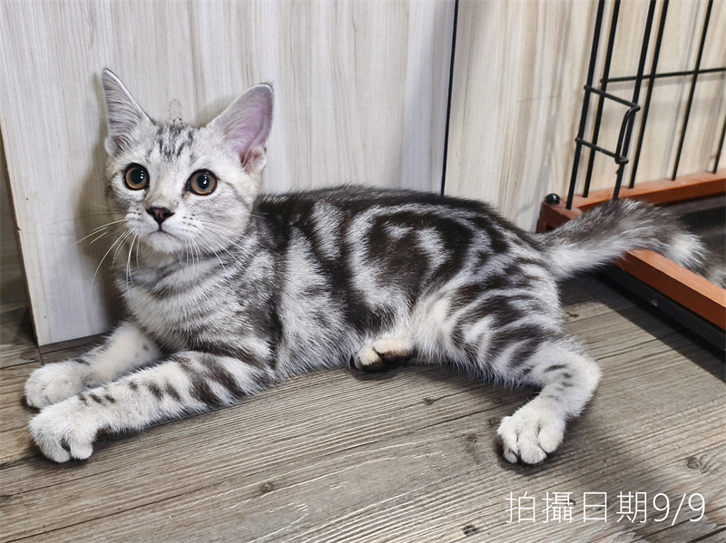114年520出生：《立耳美國短毛公貓》 (已售)