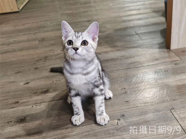 114年520出生：《立耳美國短毛公貓》 (已售)