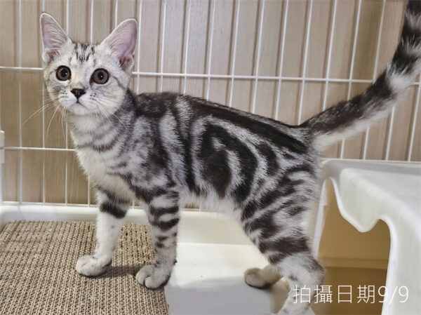 114年520出生：《立耳美國短毛公貓》 (已售)